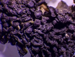 Enchylium polycarpon