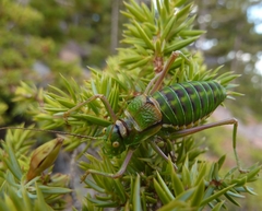 Steropleurus chopardi
