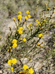 Acacia continua