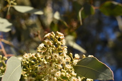 Eucalyptus polyanthemos polyanthemos