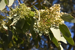 Eucalyptus polyanthemos polyanthemos