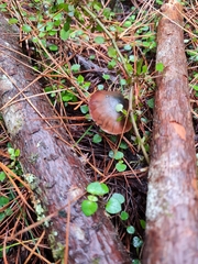 Psilocybe aucklandiae