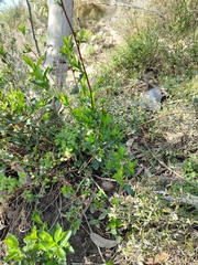 Billardiera heterophylla