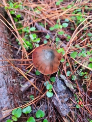 Psilocybe aucklandiae