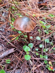 Psilocybe aucklandiae