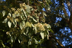 Eucalyptus polyanthemos polyanthemos