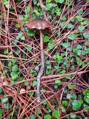 Psilocybe aucklandiae