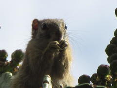 Paraxerus cepapi cepapi