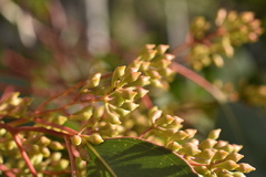 Eucalyptus polyanthemos polyanthemos