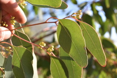 Eucalyptus polyanthemos polyanthemos