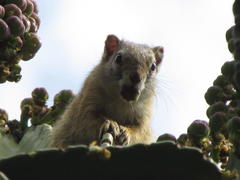 Paraxerus cepapi cepapi