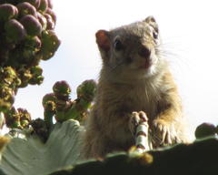 Paraxerus cepapi cepapi