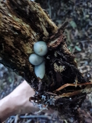 Psilocybe weraroa