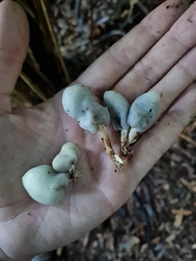 Psilocybe weraroa