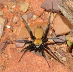 Asemesthes subnubilus