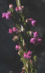 Erica selaginifolia