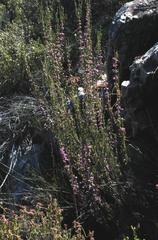 Erica selaginifolia