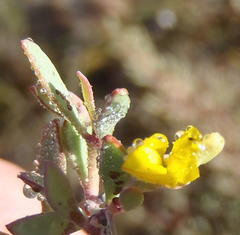 Rafnia capensis capensis