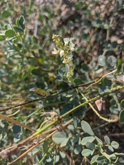Melilotus tauricus