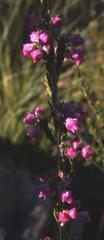 Erica selaginifolia