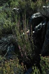 Erica selaginifolia