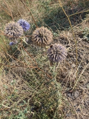 Echinops armatus