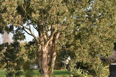 Eucalyptus polyanthemos polyanthemos