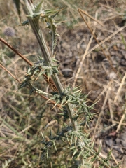 Echinops armatus