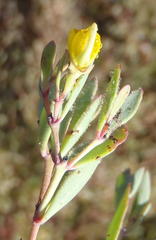 Rafnia capensis capensis