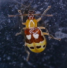 Paranapiacaba connexa