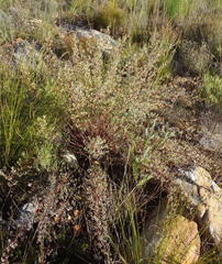 Rafnia capensis capensis