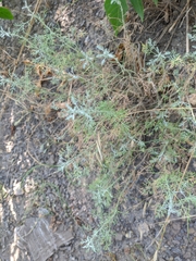 Artemisia taurica
