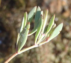 Rafnia capensis capensis