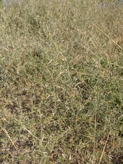 Atriplex aucheri