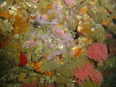 Melithaea rubra