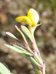 Rafnia capensis capensis