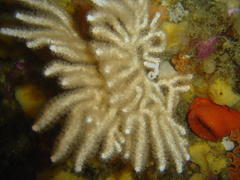 Melithaea rubra