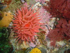 Pseudactinia flagellifera
