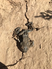 Bufotes viridis