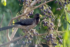 Crinifer piscator