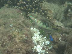 Halichoeres margaritaceus