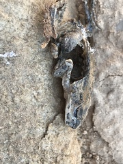 Bufotes viridis