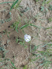 Dontostemon integrifolius