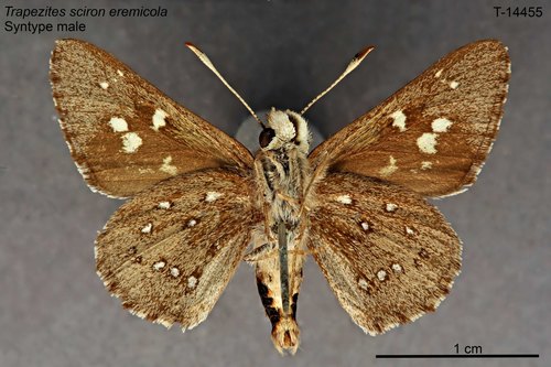 Sciron Ochre