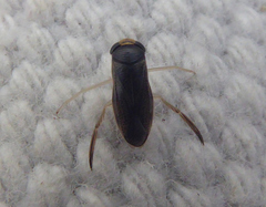 Corixa punctata