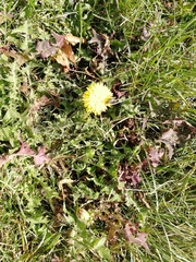Taraxacum officinale