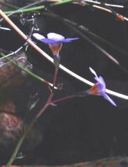 Chaenostoma subnudum