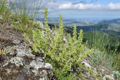 Sideritis montana montana