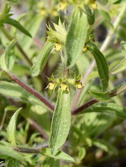 Sideritis montana montana