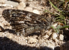 Hipparchia aristaeus